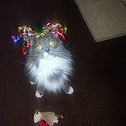 Yuko joined the competition — help win amazing prizes! cat, gray_cat, white_fur, fluffy, wide_eyes, indoor, carpet, toy, plush_toy, festive, party_decoration, colorful_ribbons, looking_up, pet, cute, domestic_animal, playful, whiskers, animal_face, floor