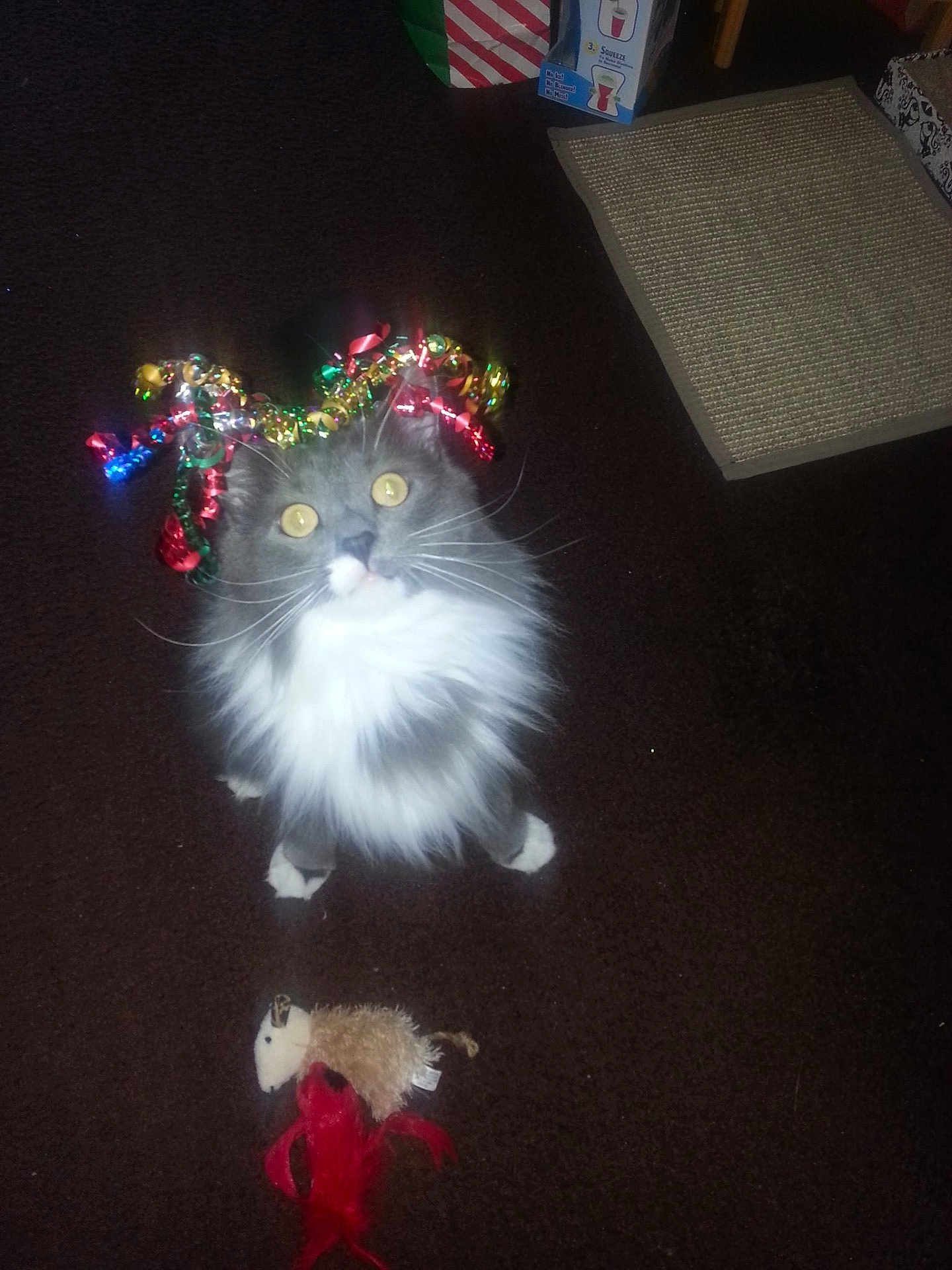 Yuko joined the competition — help win amazing prizes! cat, gray_cat, white_fur, fluffy, wide_eyes, indoor, carpet, toy, plush_toy, festive, party_decoration, colorful_ribbons, looking_up, pet, cute, domestic_animal, playful, whiskers, animal_face, floor