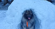 Pluton participe au concours pour gagner de l'argent avec cette photo : animal, canine, cold, collar, daylight, dog, fluffy, forest, happy, nature, outdoor, pet, playful, scenery, snow, snow_cave, tongue_out, trees, wildlife, winter