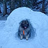 animal, canine, cold, collar, daylight, dog, fluffy, forest, happy, nature, outdoor, pet, playful, scenery, snow, snow_cave, tongue_out, trees, wildlife, winter