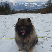 Pluton a rejoint le concours — aidez-le/la à gagner de superbes lots ! animal, canine, cloudy_sky, cold, dog, field, fluffy, fur, happy, landscape, leash, mountains, nature, outdoor, pet, scenic, snow, trees, walking, winter