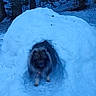 Pluton a rejoint le concours — aidez-le/la à gagner de superbes lots ! adventure, animal, blue_tone, canine, cave, cold, daylight, dog, fluffy, forest, fur, nature, outdoor, pet, quiet, snow, snow_cave, trees, wildlife, winter