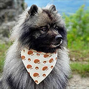 Pluton a rejoint le concours — aidez-le/la à gagner de superbes lots ! animal, bandana, black_and_gray, blue_sky, canine, dog, fashionable, fluffy_dog, fur, greenery, headshot, hedgehog_pattern, long_hair, looking_sideways, mountain, nature, outdoors, pet, portrait, rock
