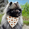 animal, bandana, black_and_gray, blue_sky, canine, dog, fashionable, fluffy_dog, fur, greenery, headshot, hedgehog_pattern, long_hair, looking_sideways, mountain, nature, outdoors, pet, portrait, rock