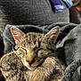 Pez joined the competition — help win amazing prizes! cat, tabby, sleeping, cozy, blanket, fur, paws, close_up, nap, relaxed, indoor, pet, cute, animal, whiskers, ears, feline, soft, resting, domestic