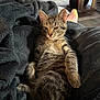 Pez joined the competition — help win amazing prizes! kitten, cat, tabby, fur, indoor, blanket, plush, resting, pet, cozy, animal, feline, cute, young, relaxed, soft, home, comfort, socks, furniture