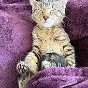Pez is registered to the contest to win money with this photo: kitten, cat, tabby, sleeping, cozy, blanket, purple, fur, pet, cute, whiskers, paws, relaxed, domestic_animal, animal, mammal, bedtime, soft, young, resting