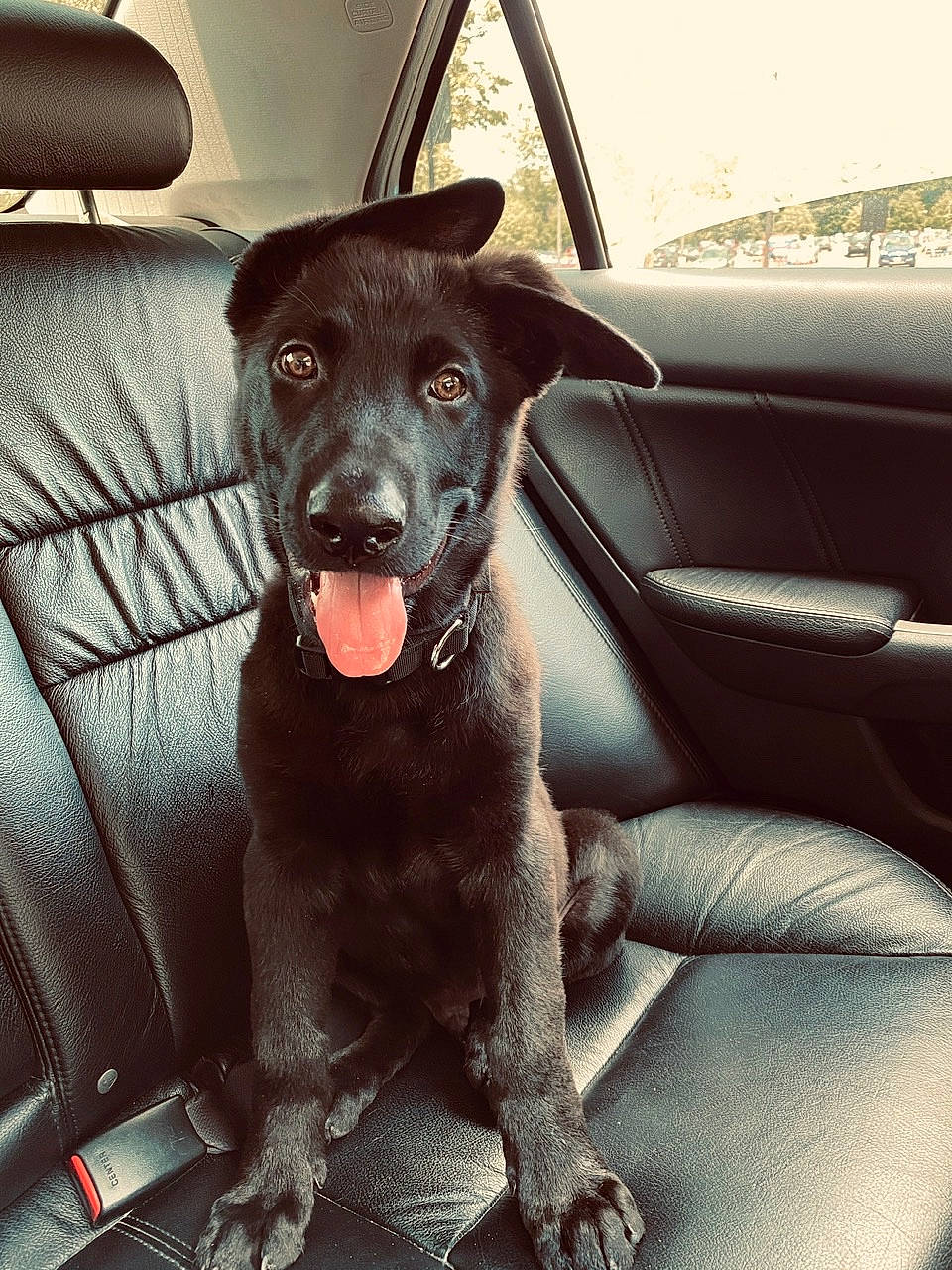 Kimba is registered to the contest to win money with this photo: canidae, car, carnivore, companion_dog, dog, dog_breed, formosan_mountain_dog, labrador_retriever, mammal, patterdale_terrier, puppy, rare_breed_dog, snout, sporting_group, street_dog, vehicle, vertebrate