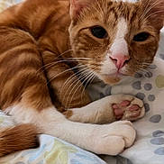 Malcolm is registered to the contest to win money with this photo: animal, bed, blanket, cat, close_up, cozy, curled_up, cute, domestic_cat, feline, fur, indoor, orange_cat, pet, pink_paw_pads, relaxed, resting, sleepy, whiskers, white_paws