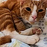 animal, bed, blanket, cat, close_up, cozy, curled_up, cute, domestic_cat, feline, fur, indoor, orange_cat, pet, pink_paw_pads, relaxed, resting, sleepy, whiskers, white_paws