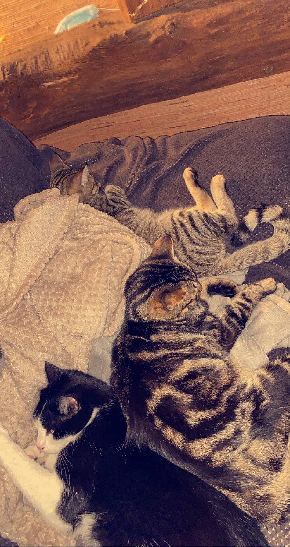 Plume a rejoint le concours — aidez-le/la à gagner de superbes lots ! american_shorthair, asian, carnivore, cat, domestic_short_haired_cat, dragon_li, egyptian_mau, european_shorthair, felidae, fur, kitten, ocicat, paw, small_to_medium_sized_cats, sokoke, tabby_cat, tail, whiskers