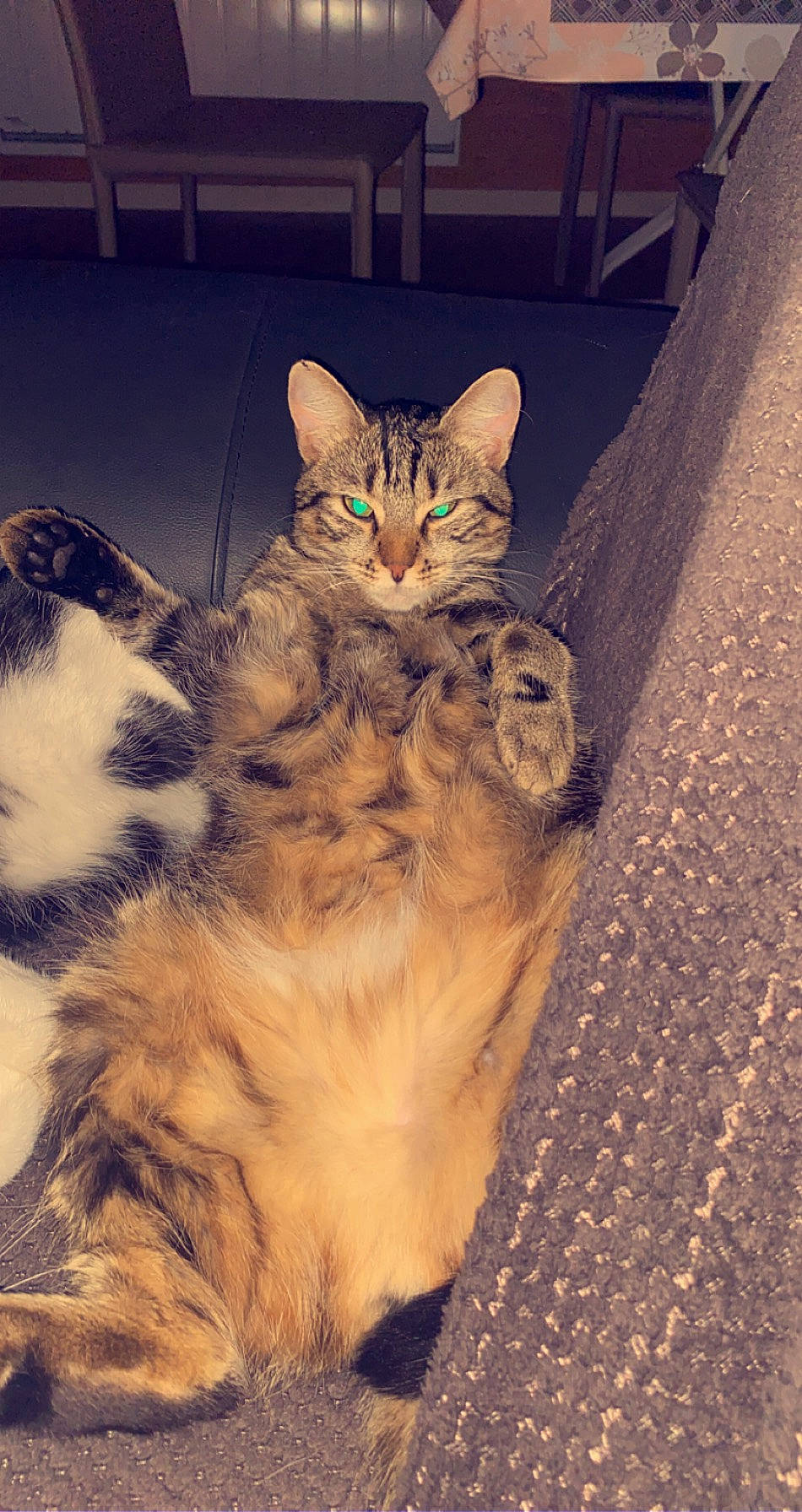 Plume a rejoint le concours — aidez-le/la à gagner de superbes lots ! aegean_cat, american_shorthair, asian, california_spangled, carnivore, cat, domestic_short_haired_cat, dragon_li, egyptian_mau, european_shorthair, eye, felidae, fur, kitten, mammal, ocicat, small_to_medium_sized_cats, tabby_cat, vertebrate, whiskers