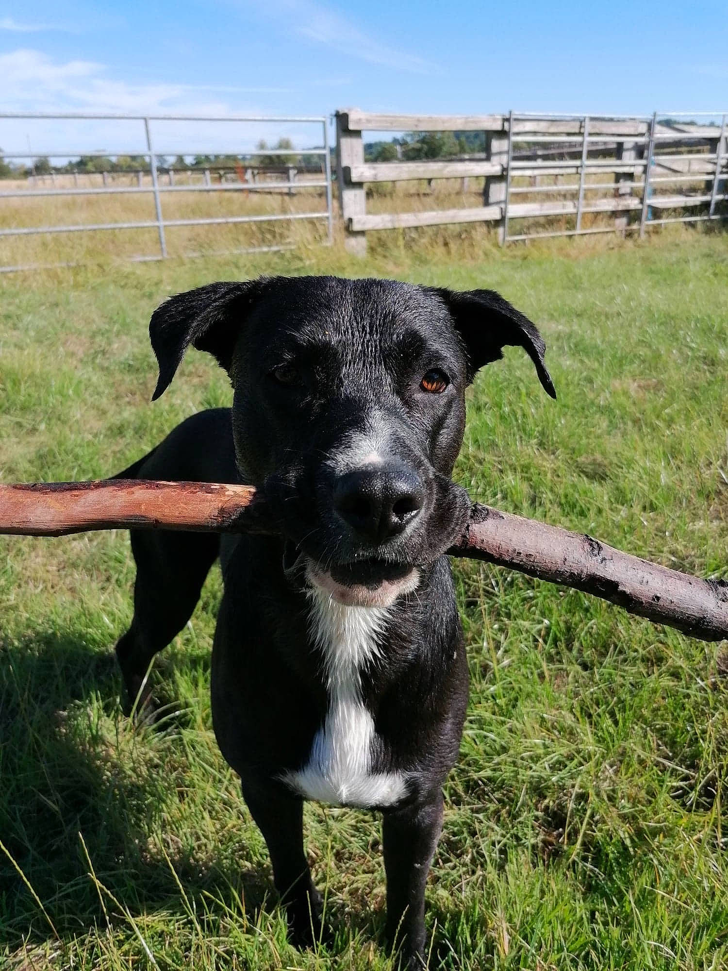 Pepper participe au concours pour gagner de l'argent avec cette photo : borador, canidae, carnivore, dog, dog_breed, grass, hunting_dog, mammal, patterdale_terrier, plant, snout, sporting_group, vertebrate
