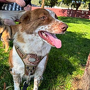 Jojo is registered to the contest to win money with this photo: dog, grass, harness, tongue_out, person, phone, bench, tree, sunlight, shadow, outdoor, pet, canine, leash, fence, happy, animal, nature, park, summer