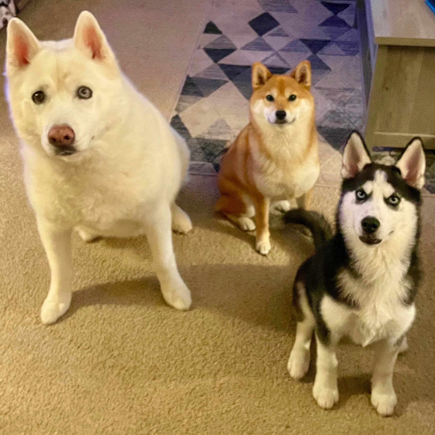 Harleyyuki Rikka joined the competition — help win amazing prizes! animal, black_and_white_dog, brown_dog, canine, carpet, cute, dog, domestic, ears, eyes, floor, fur, household, indoor, living_room, pets, sitting, tail, three_dogs, white_dog