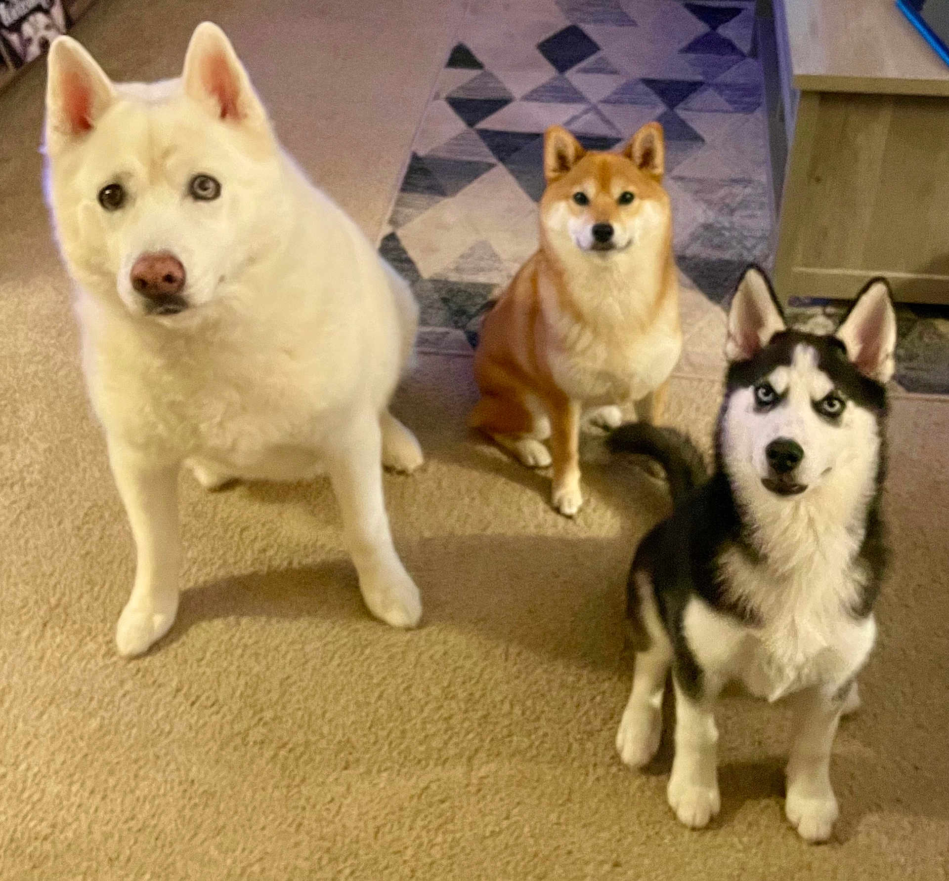 Harleyyuki Rikka joined the competition — help win amazing prizes! animal, black_and_white_dog, brown_dog, canine, carpet, cute, dog, domestic, ears, eyes, floor, fur, household, indoor, living_room, pets, sitting, tail, three_dogs, white_dog