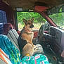 animal, blanket, car_interior, companion, dashboard, dog, dog_collar, forest_outside, german_shepherd, greenery, inside_vehicle, parked_car, pet, relaxed, seat, seat_cover, steering_wheel, travel, vehicle, window