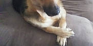 Keeba is registered to the contest to win money with this photo: dog, german_shepherd, couch, pillow, carpet, indoor, pet, animal, relaxed, crossed_paws, brown, black, fur, ears, toy, living_room, home, resting, canine, companion