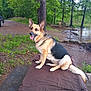 Keeba joined the competition — help win amazing prizes! dog, german_shepherd, outdoor, tree, grass, water, lake, bench, dirt_path, blanket, pet, animal, nature, canine, park, happy, tongue_out, sitting, collar, daylight