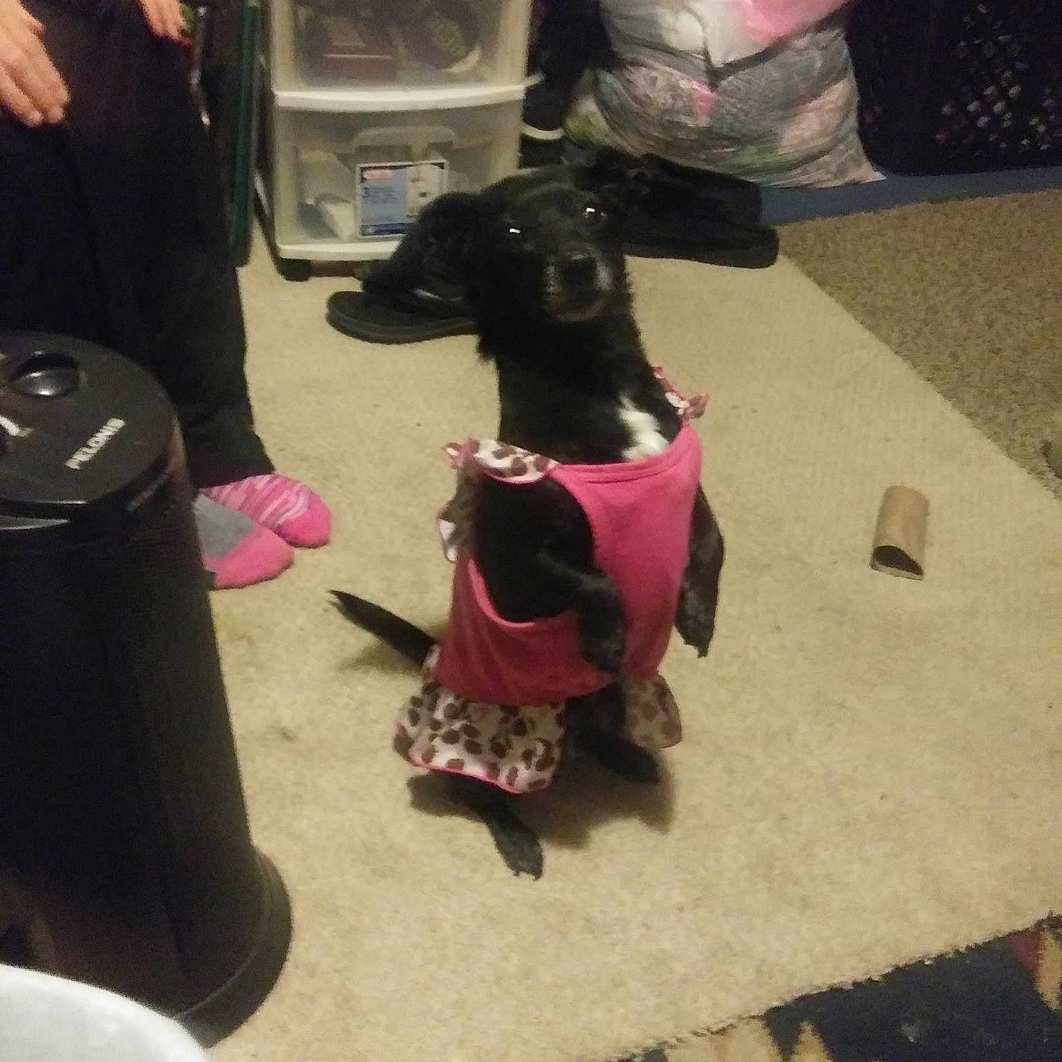 Ladybug joined the competition — help win amazing prizes! bag, canidae, carmine, carnivore, chair, collar, companion_dog, dog, dog_breed, dog_supply, event, fawn, floor, flooring, fun, fur, magenta, sporting_group, wood, working_animal