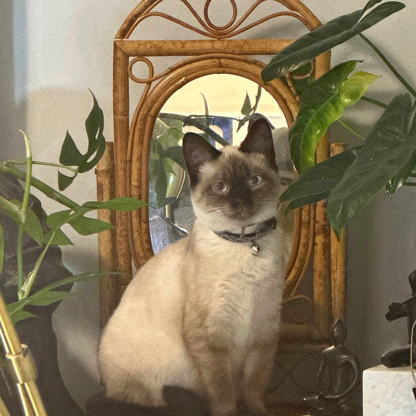 Kiki is registered to the contest to win money with this photo: animal, bell, calm, cat, collar, cozy, decor, feline, furniture, greenery, home, indoor, mirror, pet, plants, portrait, reflection, siamese, sitting, wood