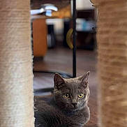 Dingo is registered to the contest to win money with this photo: animal, cat, close_up, cozy, curious, domestic_animal, ears, feline, flooring, furniture, gray_cat, home, indoor, looking, pet, relaxed, resting, scratching_post, whiskers, wooden_floor