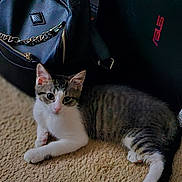 Penta joined the competition — help win amazing prizes! animal, asus, be_happy_sticker, black_bag, carpet, cat, chain, closeup, cozy, curious, domestic, floor, indoor, kitten, laptop, pet, resting, striped_fur, white_paws, young_cat