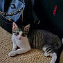 animal, asus, be_happy_sticker, black_bag, carpet, cat, chain, closeup, cozy, curious, domestic, floor, indoor, kitten, laptop, pet, resting, striped_fur, white_paws, young_cat