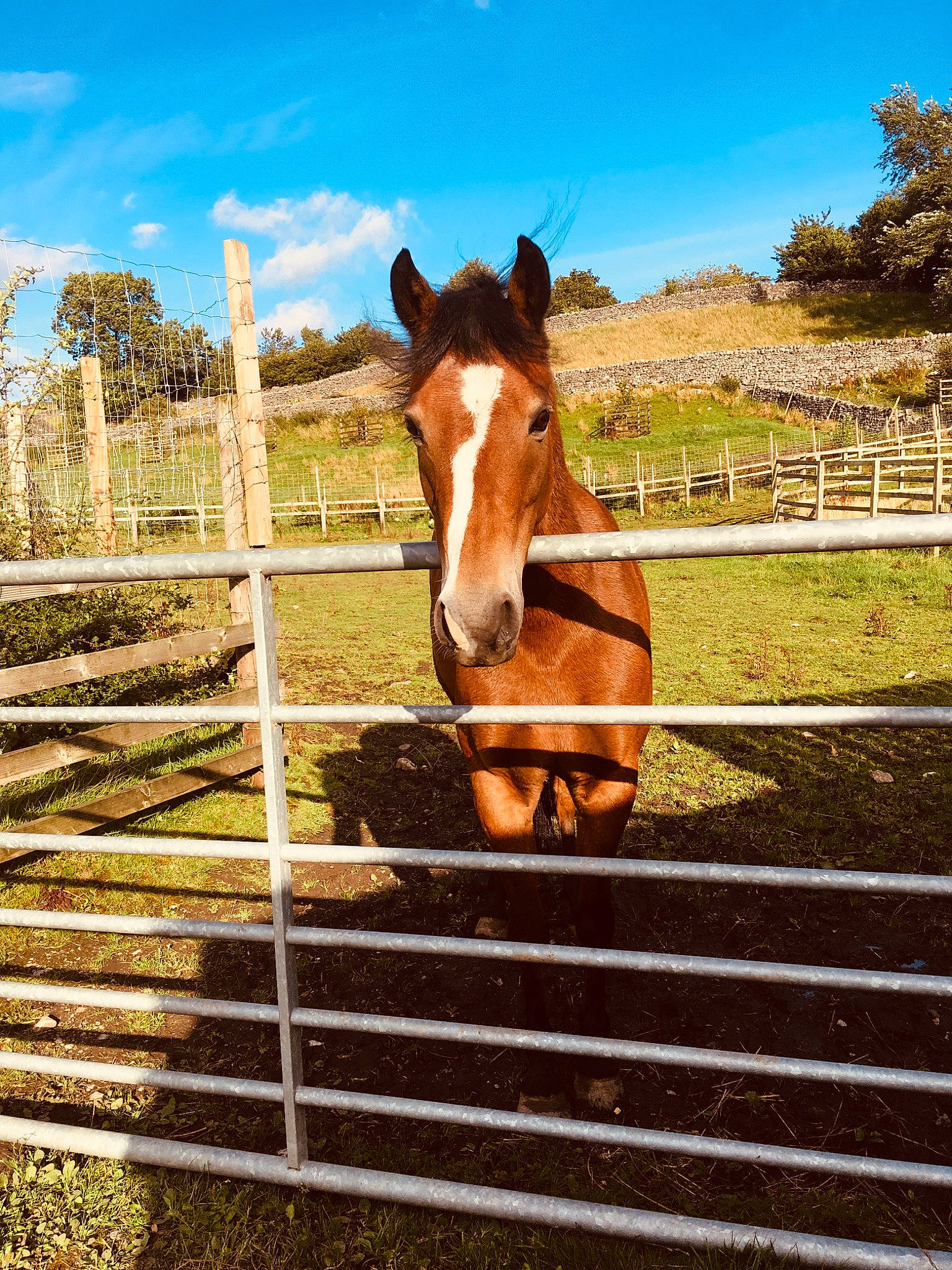 Merlyn is registered to the contest to win money with this photo: brown, ecoregion, farm, fence, grassland, horse, landscape, mammal, mane, mare, mustang_horse, pasture, ranch, rural_area, sky, snout, sorrel, stallion, vertebrate, wildlife