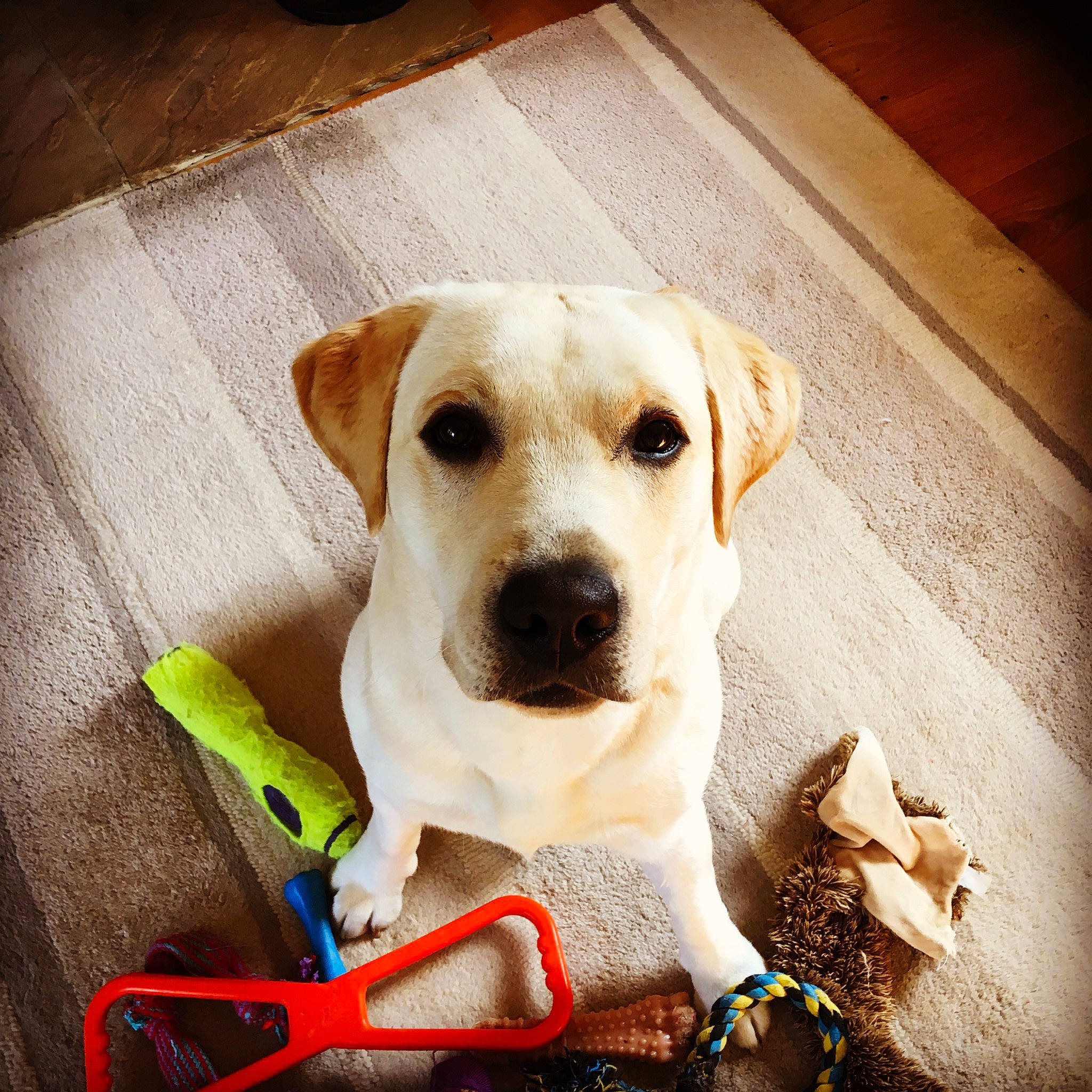 Charlie joined the competition — help win amazing prizes! adventure, canidae, carnivore, companion_dog, dog, dog_breed, fawn, labrador_retriever, mammal, nose, potcake_dog, puppy, puppy_love, rare_breed_dog, retriever, snout, sporting_group, street_dog, vertebrate