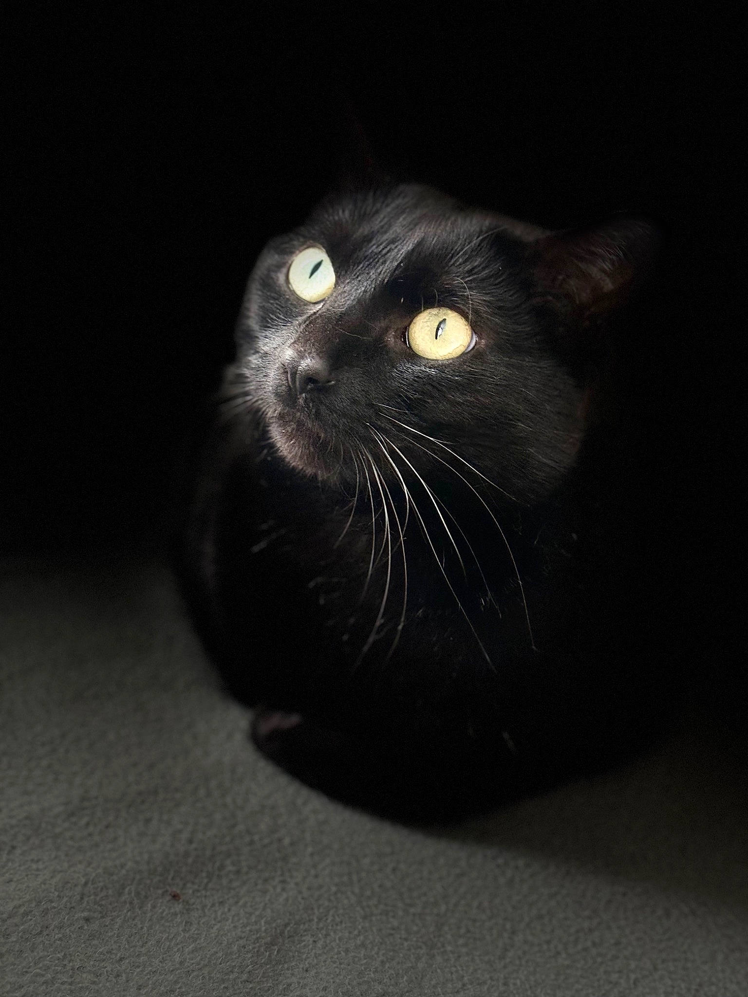 Pitchou a rejoint le concours — aidez-le/la à gagner de superbes lots ! black_cat, bombay, carnivore, cat, darkness, domestic_short_haired_cat, felidae, fur, monochrome_photography, small_to_medium_sized_cats, snout, tail, terrestrial_animal, whiskers