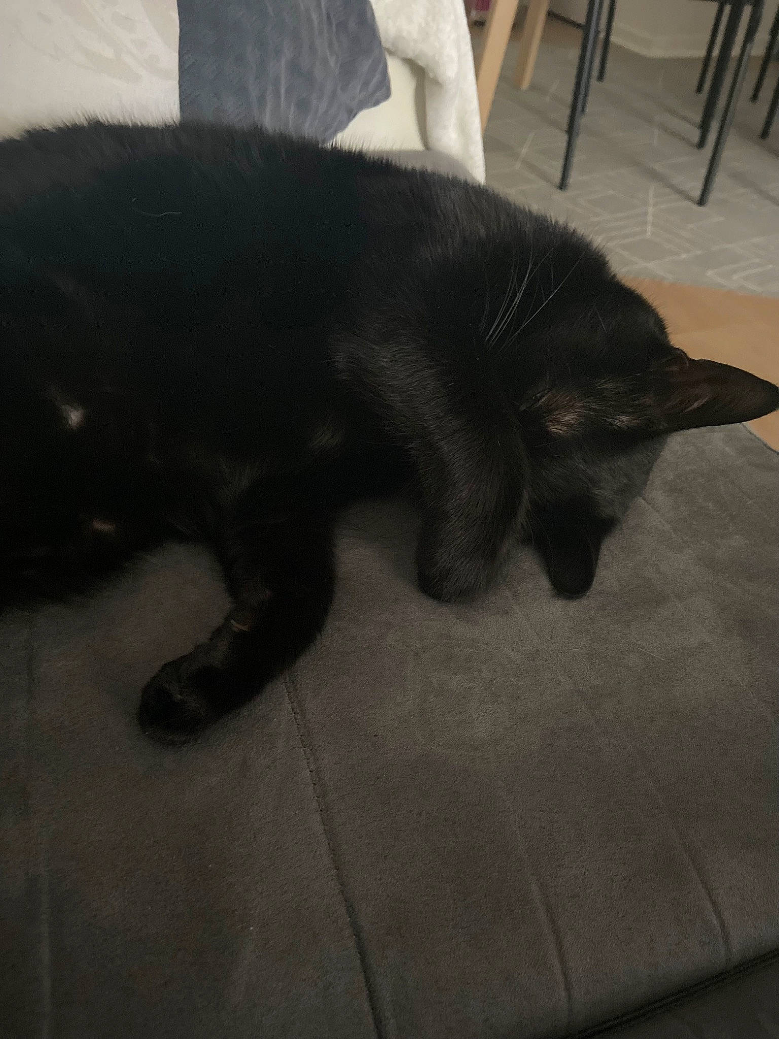 Pitchou a rejoint le concours — aidez-le/la à gagner de superbes lots ! black_cat, bombay, canidae, carnivore, cat, claw, comfort, dog_breed, domestic_short_haired_cat, felidae, floor, flooring, fur, nap, small_to_medium_sized_cats, snout, sporting_group, tail, tints_and_shades, whiskers