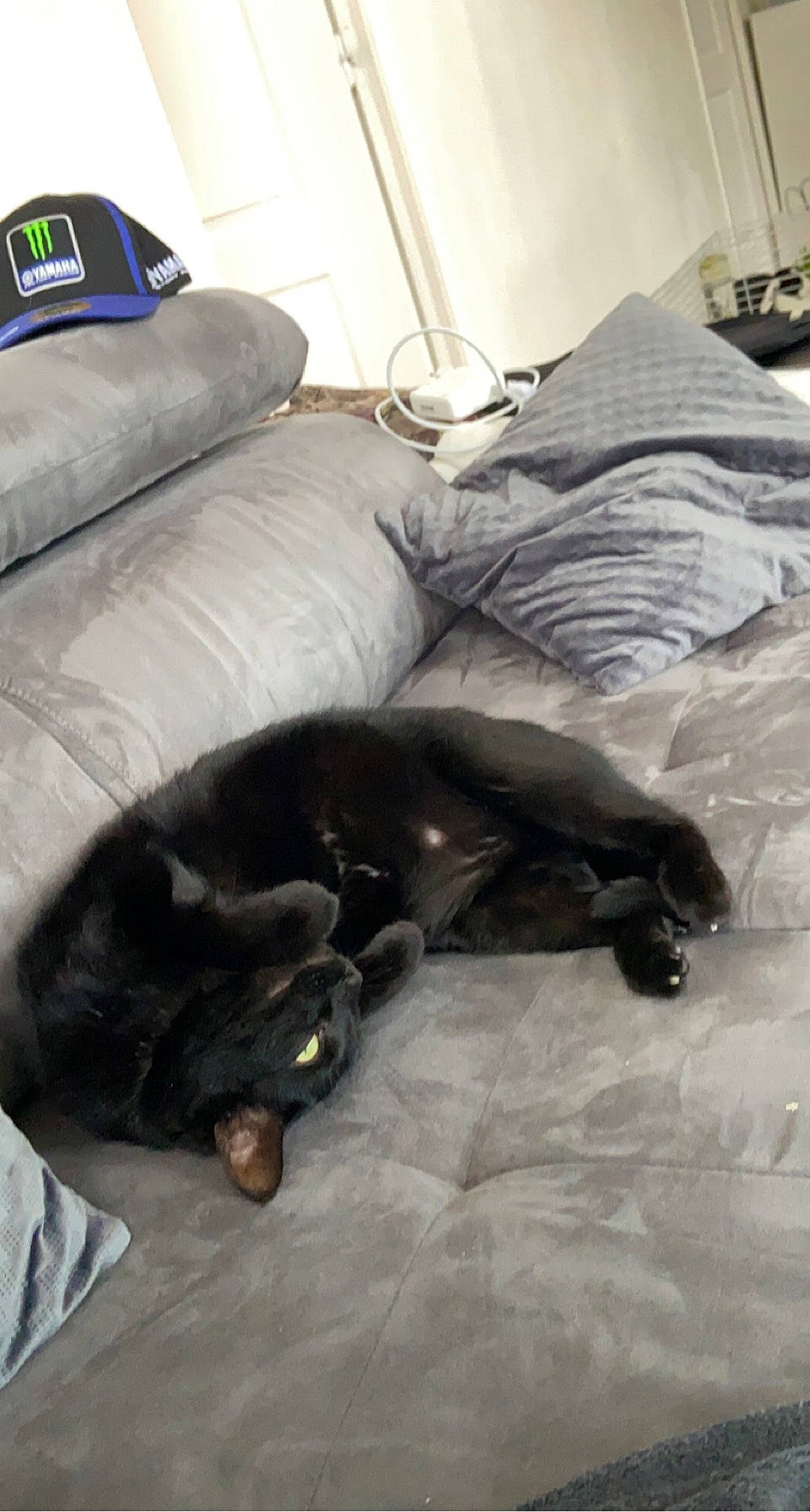 Pitchou a rejoint le concours — aidez-le/la à gagner de superbes lots ! canidae, carnivore, cat, comfort, companion_dog, dog, dog_breed, felidae, flooring, fur, grey, hardwood, linens, liver, small_to_medium_sized_cats, sporting_group, tail, terrestrial_animal, whiskers, working_animal