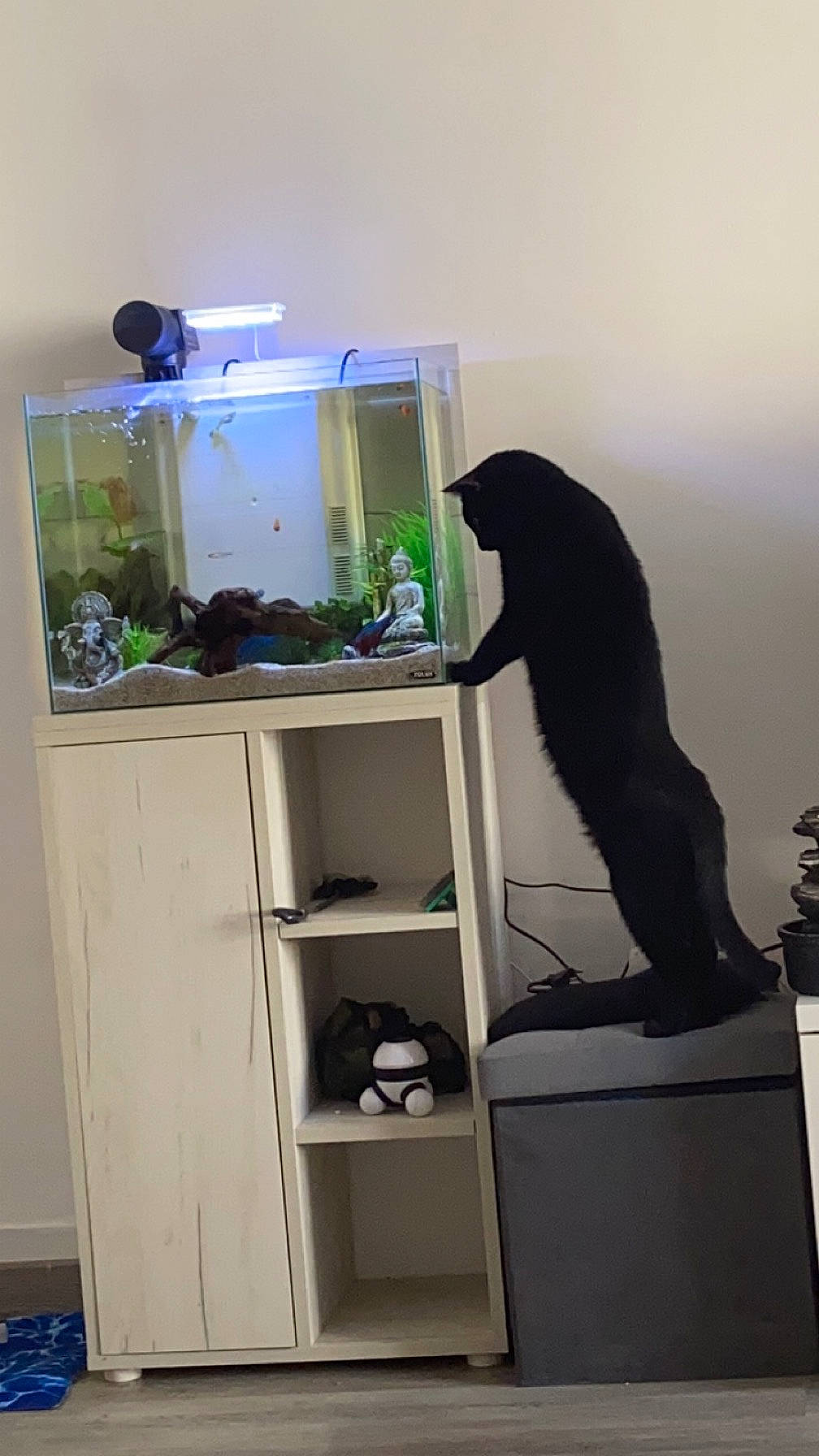 Pitchou participe au concours pour gagner de l'argent avec cette photo : cabinetry, carnivore, cat, cupboard, felidae, fur, hardwood, plastic, room, shelf, shelving, small_to_medium_sized_cats, tail, wood