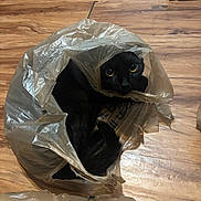 Chihiro is registered to the contest to win money with this photo: animal, black_cat, cat, close_up, curious, cute, domestic_cat, eyes, floor, fur, hidden, indoor, looking, pet, plastic_bag, playful, resting, tail, whiskers, wooden_floor