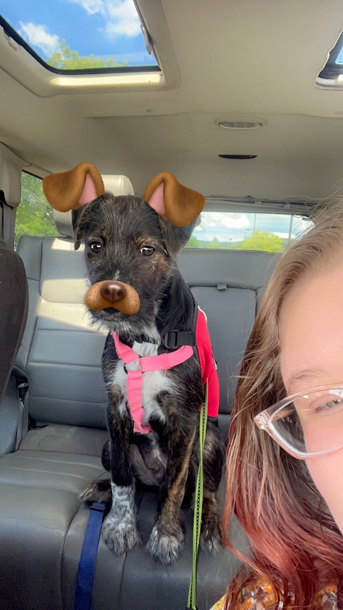 Zuse joined the competition — help win amazing prizes! canidae, car, car_seat, carnivore, collar, companion_dog, dog, dog_breed, dog_collar, fawn, fur, liver, motor_vehicle, snout, sporting_group, vehicle, vehicle_door, window, windshield, working_animal