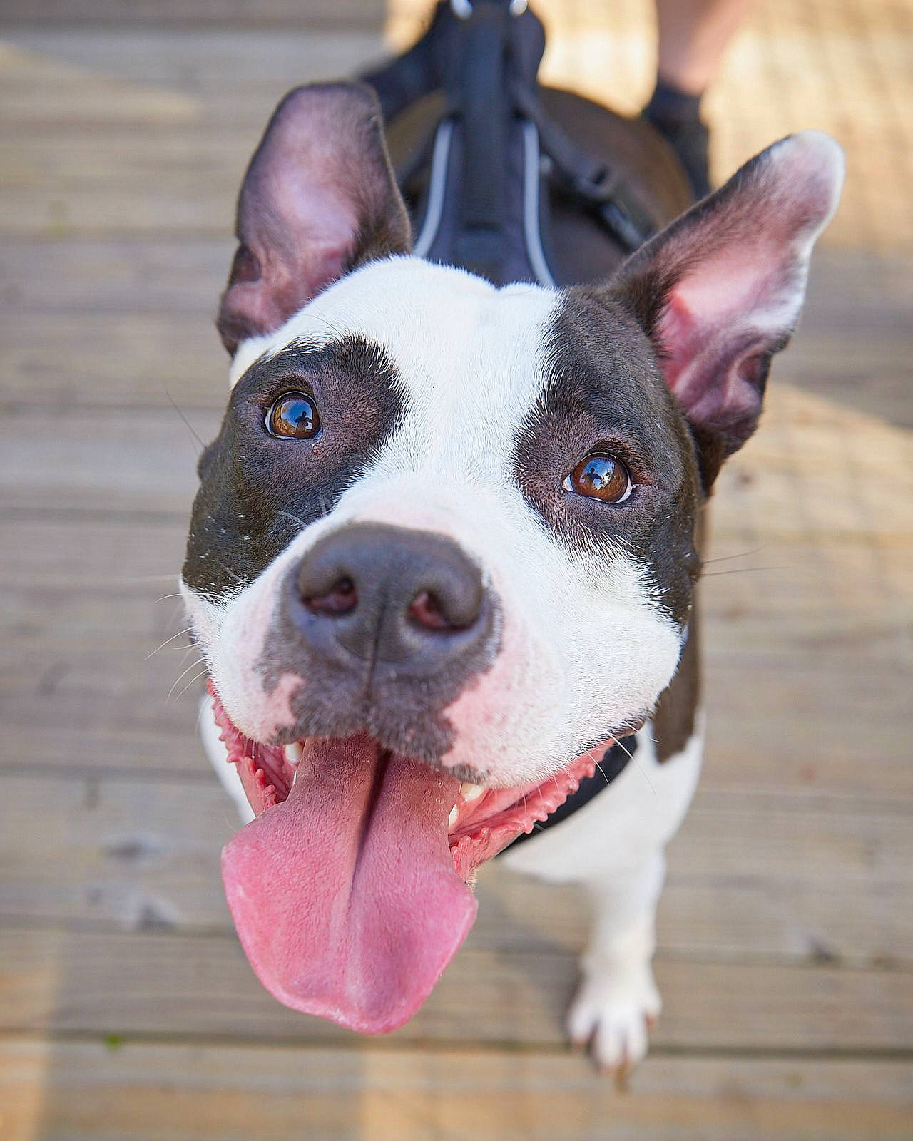 Mason joined the competition — help win amazing prizes! boston_terrier, canidae, carmine, carnivore, collar, companion_dog, dog, dog_breed, dog_collar, dog_supply, fawn, fur, leash, non_sporting_group, pattern, snout, sporting_group, whiskers, working_animal, working_dog