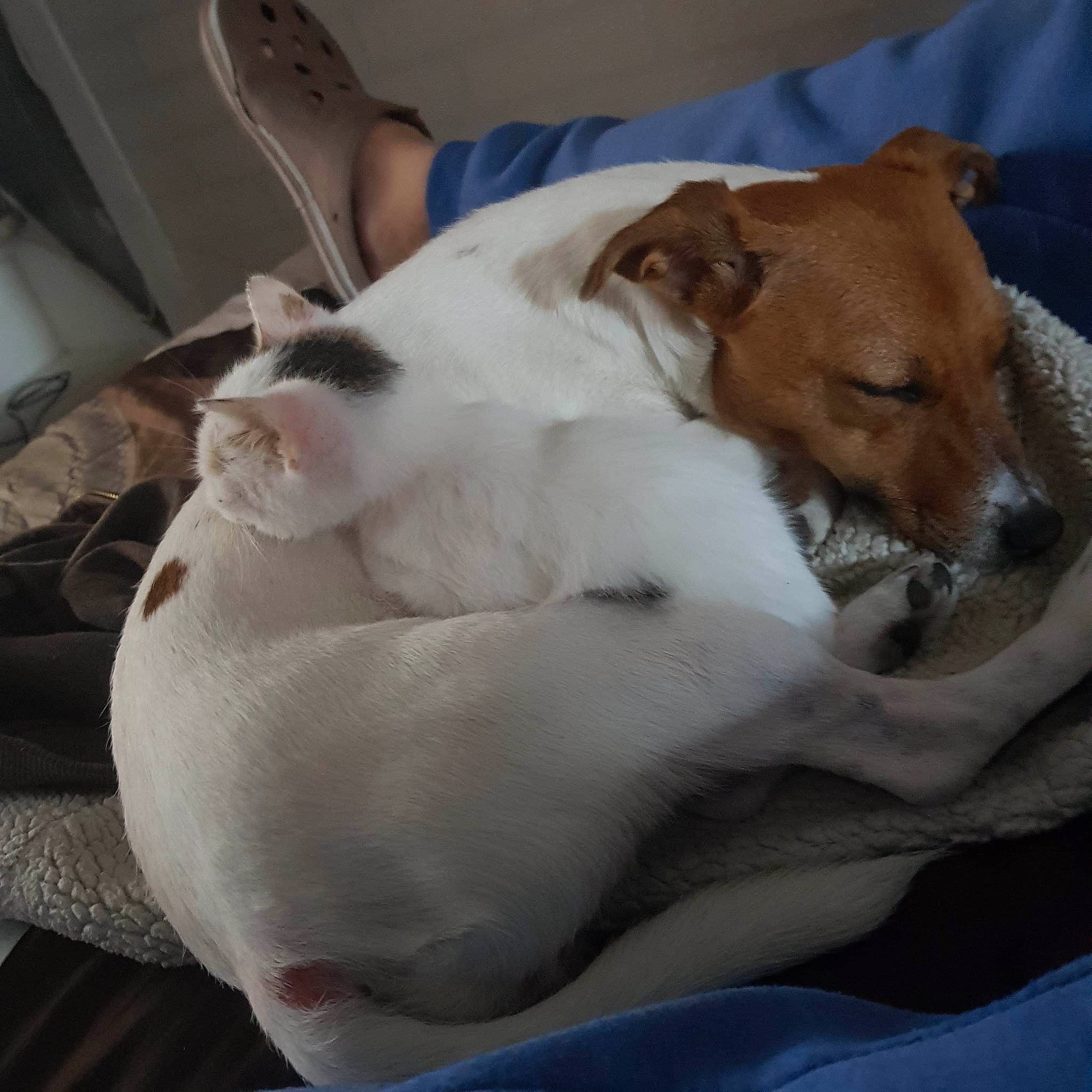 Abby a rejoint le concours — aidez-le/la à gagner de superbes lots ! canidae, carnivore, cat, collar, comfort, companion_dog, dog, dog_breed, domestic_short_haired_cat, fawn, felidae, fur, irishjacks, nap, paw, small_to_medium_sized_cats, snout, sporting_group, whiskers, working_animal