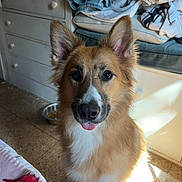 Hazel is registered to the contest to win money with this photo: dog, pet, indoor, fur, ears, tongue, blanket, floor, bowl, furniture, light, shadow, coat, canine, animal, cute, domestic, muzzle, expression, home
