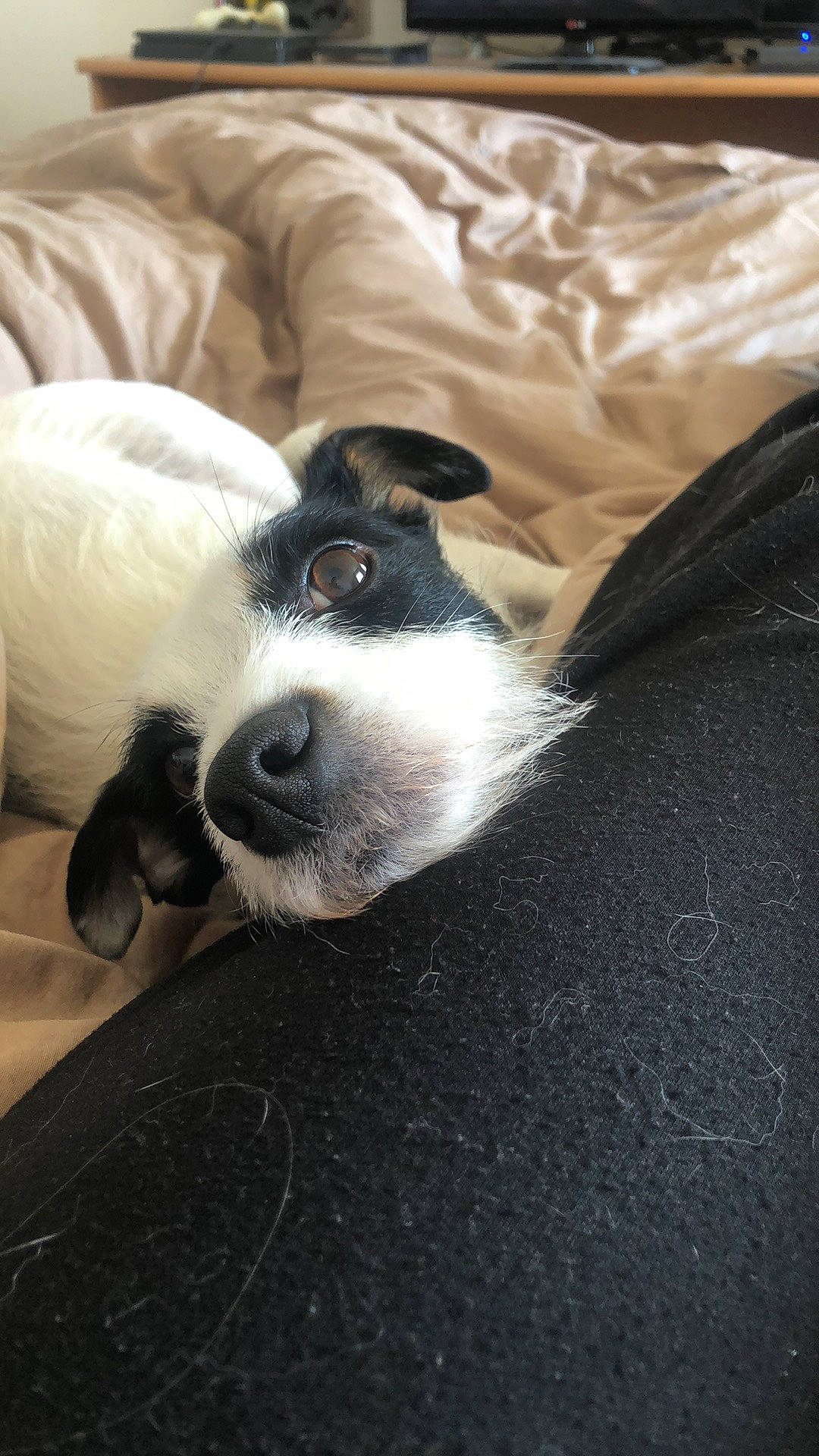 Aïka participe au concours pour gagner de l'argent avec cette photo : bed, canidae, carnivore, comfort, companion_dog, couch, dog, dog_breed, fur, grey, linens, nap, non_sporting_group, paw, pillow, snout, sporting_group, toy_dog, whiskers, working_animal