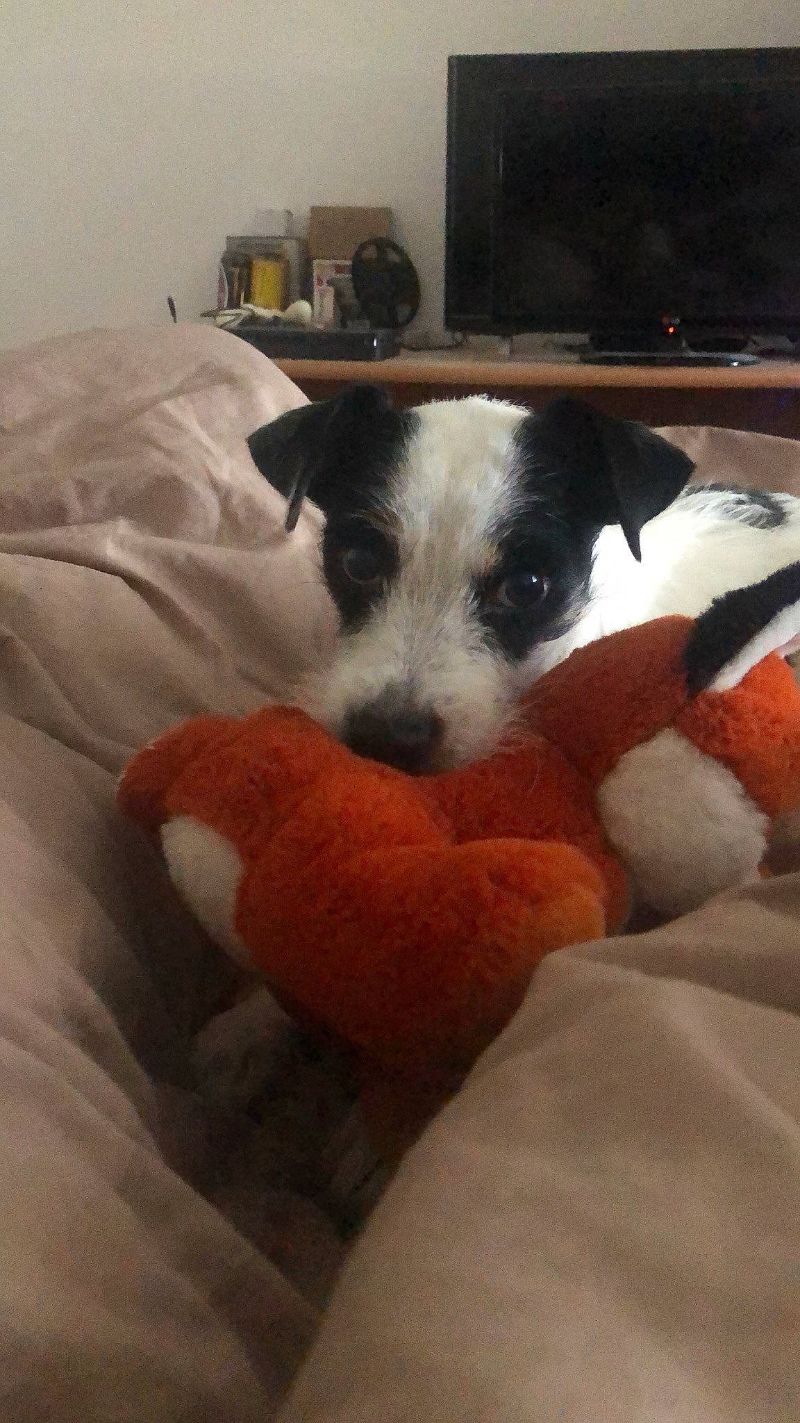 Aïka participe au concours pour gagner de l'argent avec cette photo : canidae, carmine, carnivore, comfort, companion_dog, dog, dog_bed, dog_breed, dog_supply, fawn, fur, linens, nap, paw, puppy, snout, sporting_group, terrier, toy_dog, working_animal