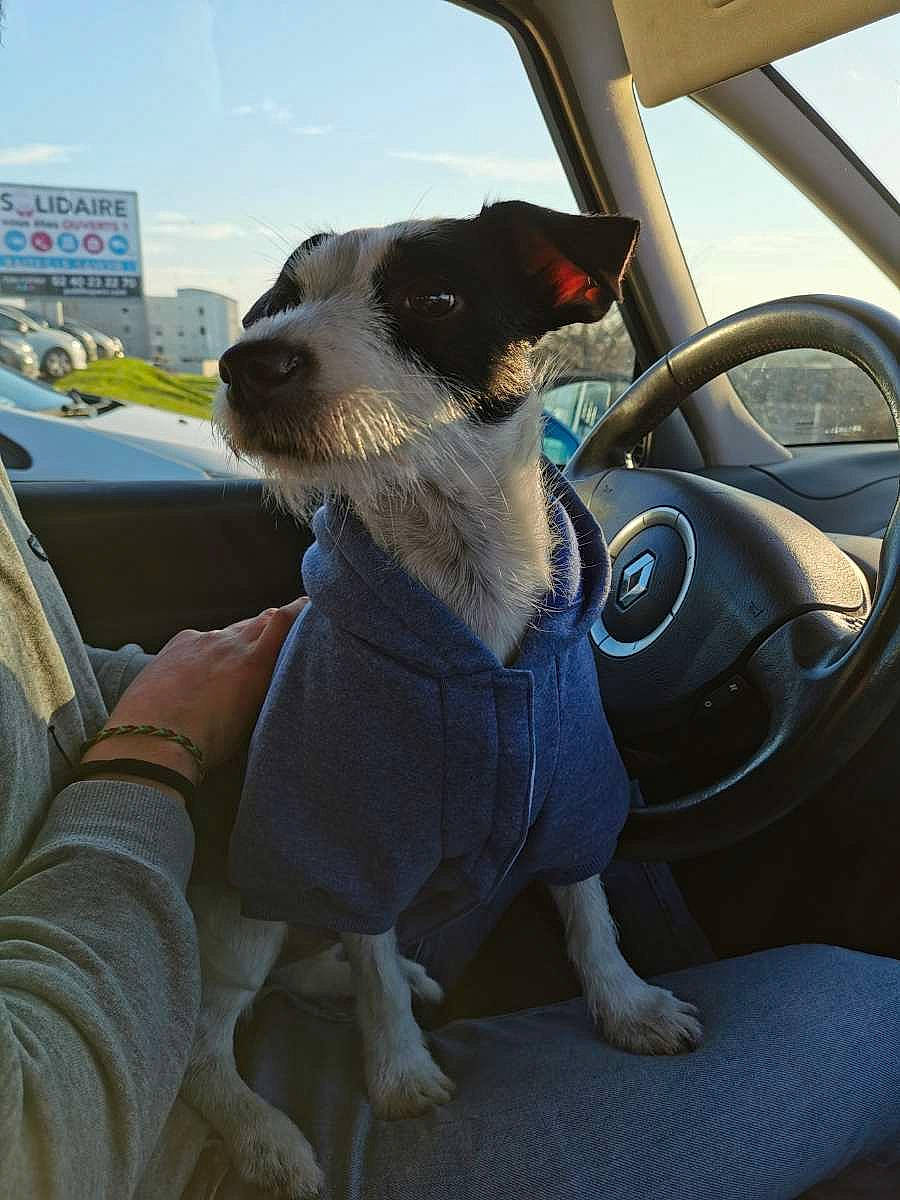 Aïka a rejoint le concours — aidez-le/la à gagner de superbes lots ! automotive_design, automotive_exterior, automotive_mirror, car, car_seat, car_seat_cover, carnivore, companion_dog, dog, dog_breed, fawn, hood, motor_vehicle, sky, steering_part, steering_wheel, sunglasses, vehicle, vehicle_door, window