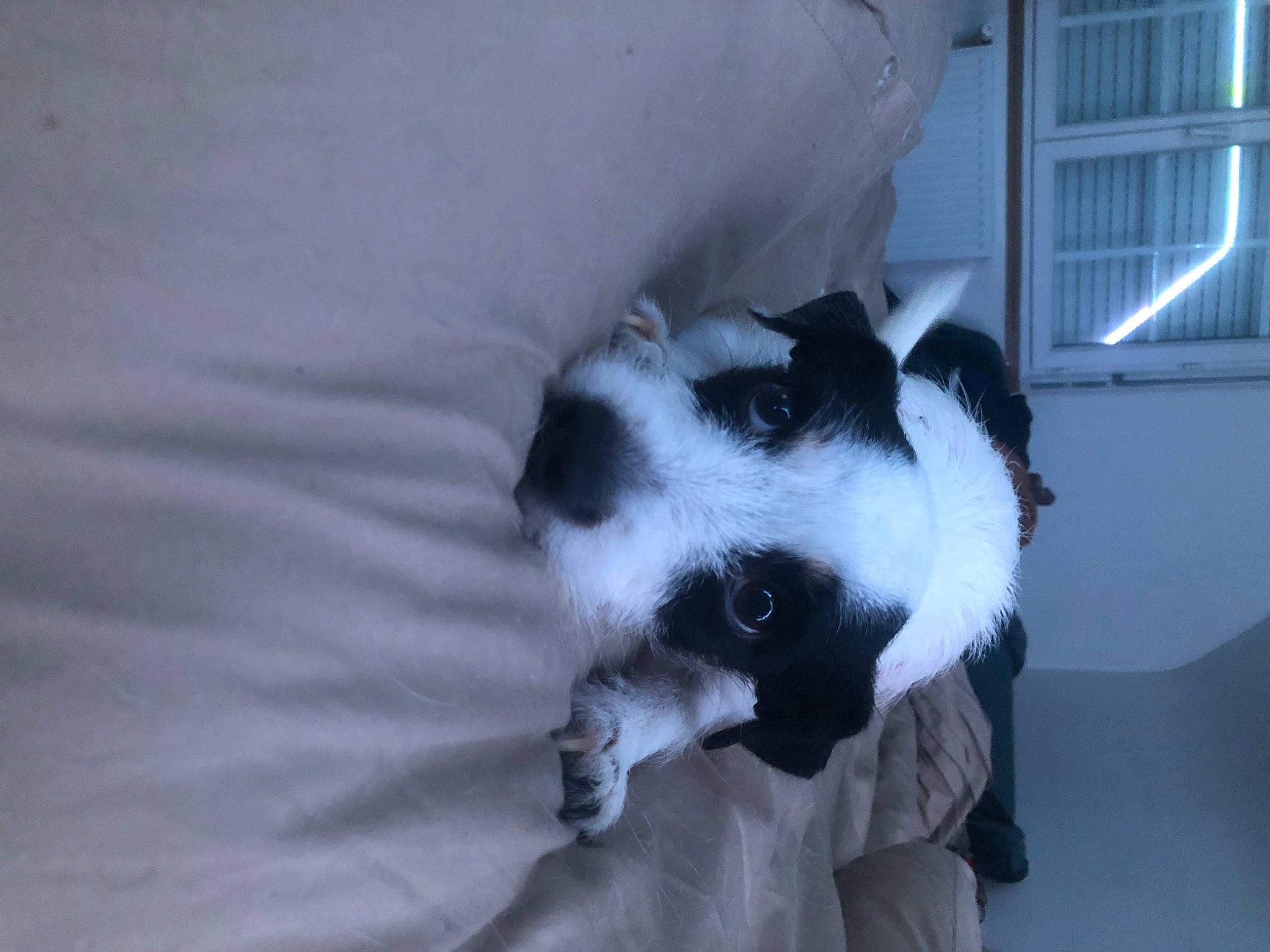 Aïka a rejoint le concours — aidez-le/la à gagner de superbes lots ! canidae, carnivore, comfort, companion_dog, dog, dog_breed, dog_supply, fawn, felidae, flooring, fur, linens, nap, non_sporting_group, paw, terrestrial_animal, toy_dog, whiskers, window, working_animal