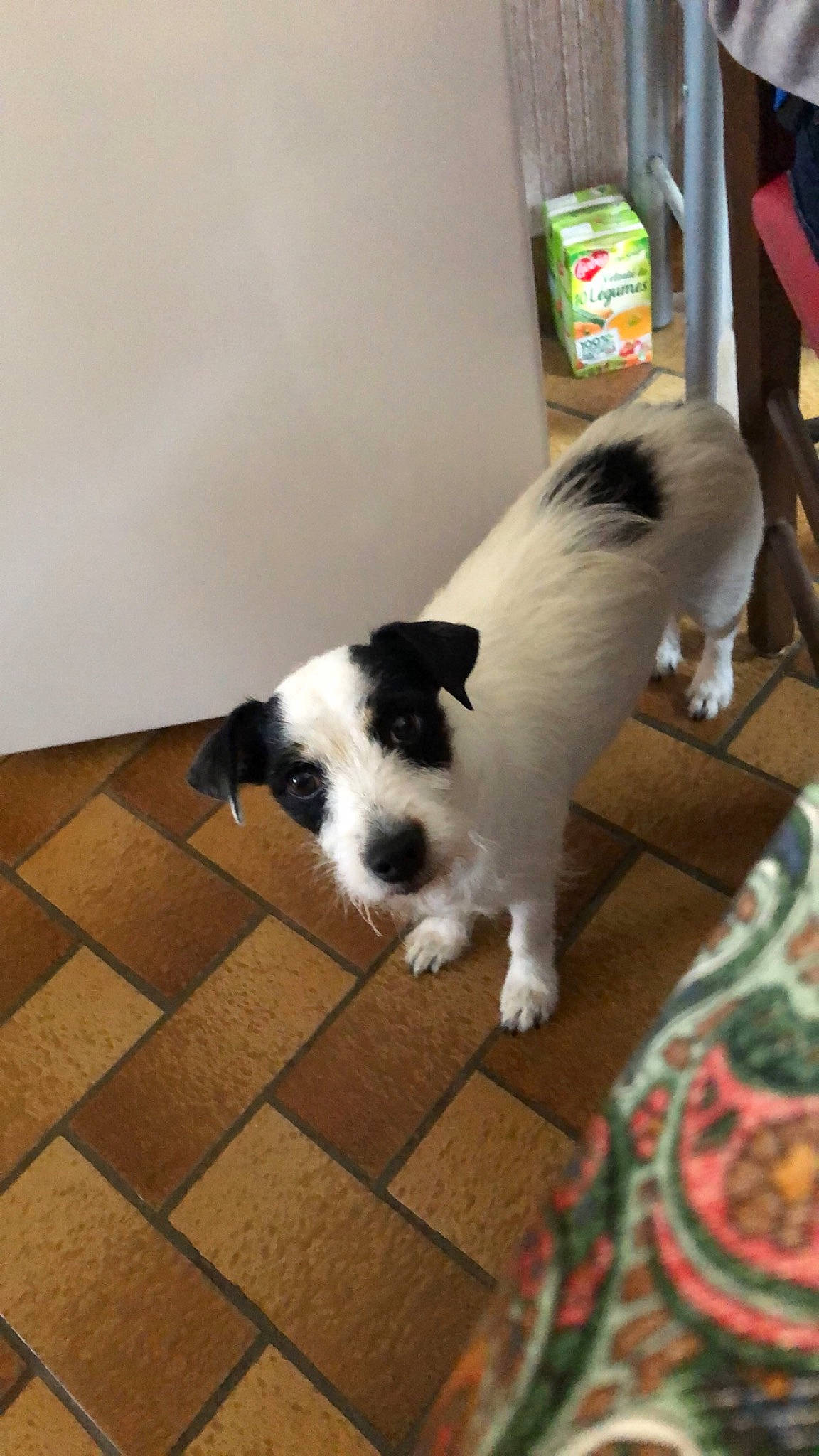 Aïka participe au concours pour gagner de l'argent avec cette photo : canidae, carnivore, companion_dog, dog, dog_breed, dog_supply, felidae, floor, flooring, hardwood, non_sporting_group, small_terrier, sporting_group, tail, terrier, tile_flooring, toy_dog, wood, working_animal, working_dog