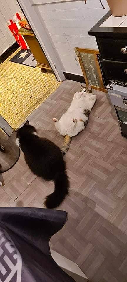 Milo a rejoint le concours — aidez-le/la à gagner de superbes lots ! box, brown, carnivore, cat, comfort, companion_dog, dog_breed, domestic_short_haired_cat, fawn, felidae, floor, flooring, fur, hardwood, pet_supply, small_to_medium_sized_cats, sporting_group, tail, whiskers, wood