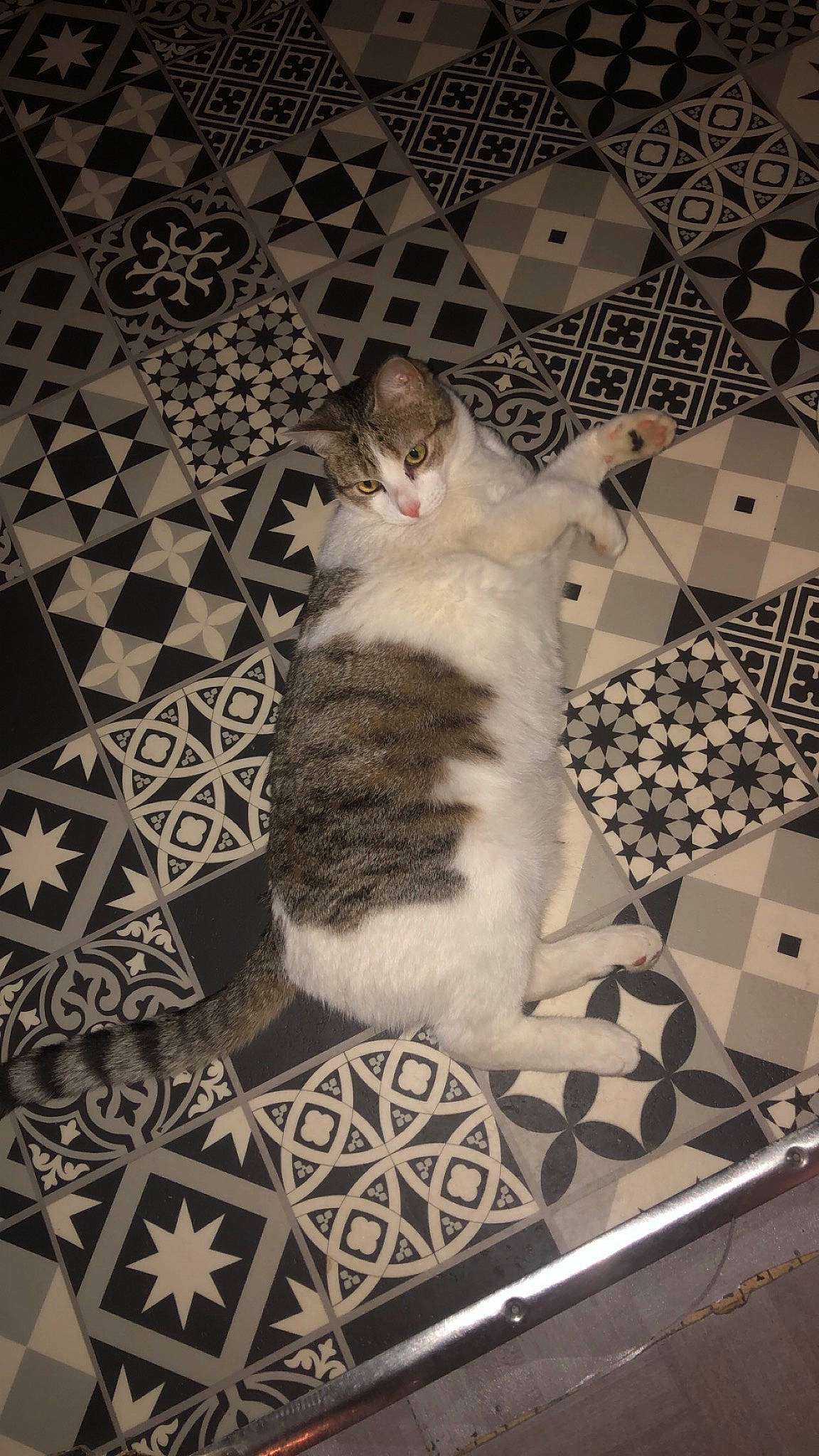 Milo a rejoint le concours — aidez-le/la à gagner de superbes lots ! black, carnivore, cat, comfort, domestic_short_haired_cat, felidae, floor, flooring, fur, grey, hardwood, mammal, monochrome_photography, pattern, room, small_to_medium_sized_cats, tail, whiskers, white, wood