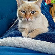 Crapouille participe au concours pour gagner de l'argent avec cette photo : abyssinian, animal, blanket, cat, chair, couch, cushion, furniture, homedecor, kitten, linen, manx, pet, quilt, siamese, towel
