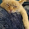 Crapouille participe au concours pour gagner de l'argent avec cette photo : abyssinian, animal, blanket, cat, couch, furniture, kitten, manx, person, pet, siamese, sleeping