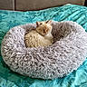 Crapouille participe au concours pour gagner de l'argent avec cette photo : abyssinian, animal, bed, bedroom, blanket, canine, cat, couch, cushion, dog, dogbed, furniture, homedecor, indoors, kitten, manx, person, pet, quilt, sleeping