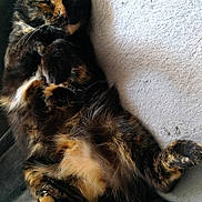 Feng Shui a rejoint le concours — aidez-le/la à gagner de superbes lots ! carnivoran, cat, cat_like_mammal, domestic_short_haired_cat, fauna, fur, kitten, maine_coon, mammal, small_to_medium_sized_cats, whiskers